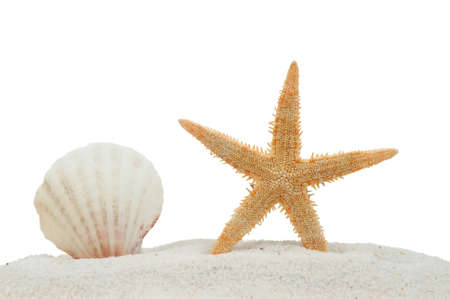 sea shell and starfish on sand isolated on a white backgroundの写真素材