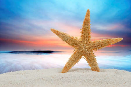 Starfish on the beach with sunsetの写真素材