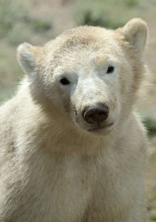 portrait of a cute polar bear cubの写真素材