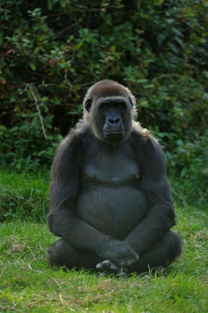 close up of a big female gorillaの写真素材