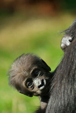 close-up of a cute baby gorilla の写真素材