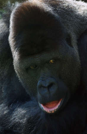 close-up of a big male gorillaの写真素材