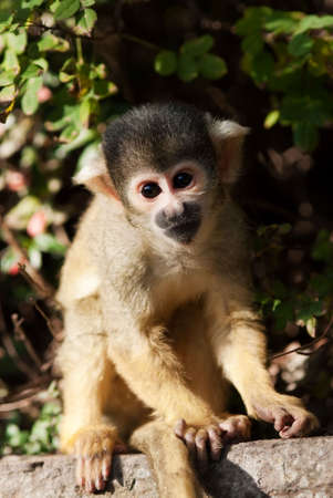 cute squirrel monkey (Saimiri) subfamily: saimiriinaeの写真素材