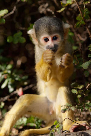 cute squirrel monkey (Saimiri) subfamily: saimiriinaeの写真素材