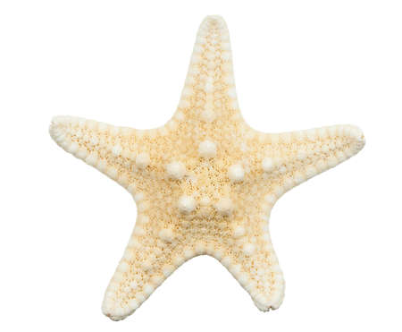 Starfish on isolated on a white backgroundの写真素材
