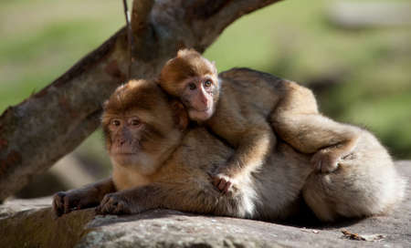 mother and baby barbary apeの写真素材