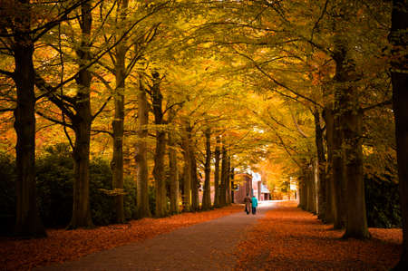 Beautiful autumn colors in the forestの写真素材
