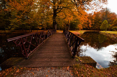 Beautiful autumn colors in the forestの写真素材
