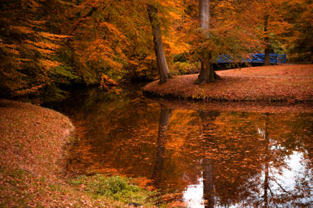 Beautiful autumn colors in the forestの写真素材