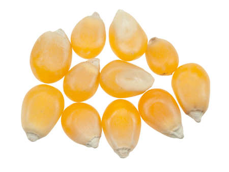 raw popcorn isolated on a white backgroundの写真素材