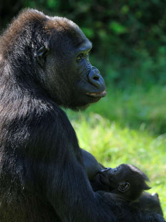 Gorilla breastfeeding her cute babyの写真素材