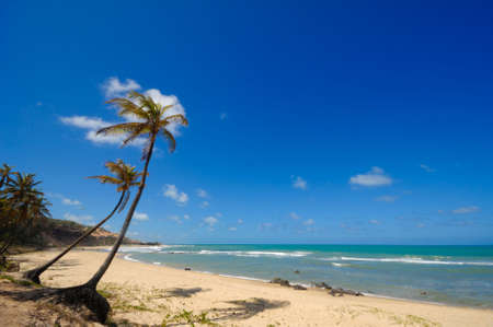 Palm trees and a beautiful beach at Praia do Amor near Pipa Brazilの写真素材