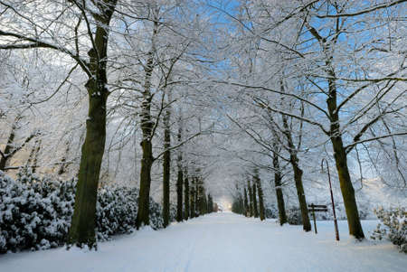 Beautiful winter landscape in the Netherlands ( Elswout Overveen)の写真素材