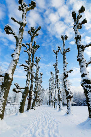 Beautiful winter landscape in the Netherlands ( Elswout Overveen)の写真素材