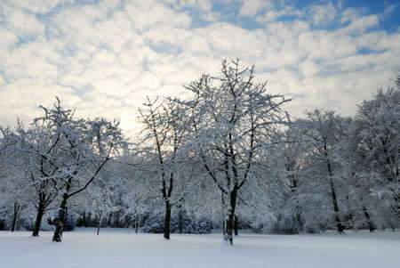 Beautiful winter landscape in the Netherlands ( Elswout Overveen)の写真素材