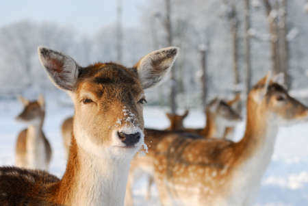 Cute deer in winter (The Netherlands Elswout Overveen)の写真素材