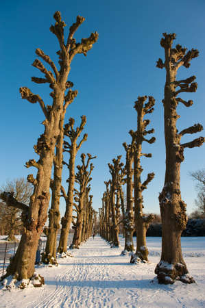 Beautiful winter landscape in the Netherlands ( Elswout Overveen)の写真素材