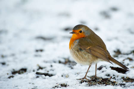 Cute robin on snow in winter (Erithacus rubecula)の写真素材