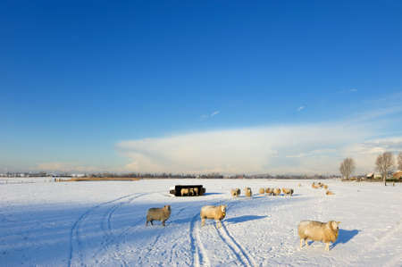 Beautiful winter landscape with sheep  in the Netherlands (Spaarnwoude Haarlem )の写真素材