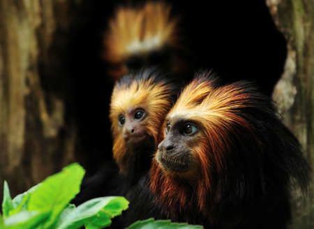 Golden headed Lion Tamarin with baby  (Leontopithecus chrysomelas)の写真素材