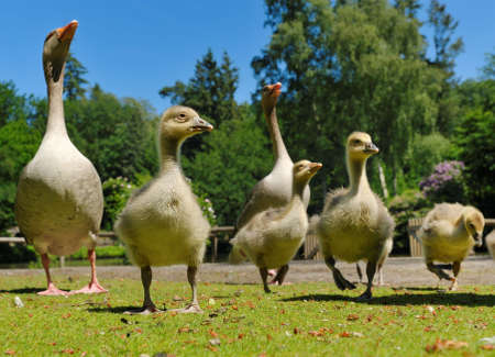 close up of a geese family in springの写真素材