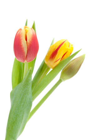 colorful spring tulips isolated on a white backgroundの写真素材