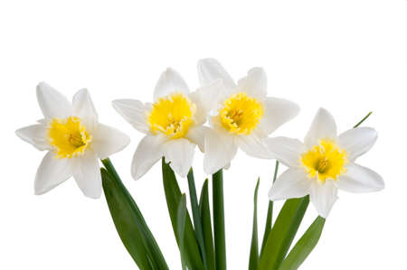 Beautiful springtime narcissus isolated on a white backgroundの写真素材