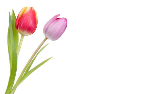 colorful spring tulips isolated on a white backgroundの写真素材