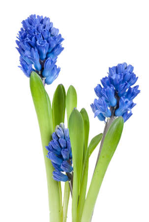 Beautiful hyacinth isolated on a white backgroundの写真素材