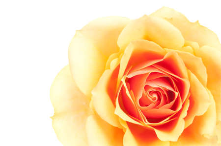 Close-up of a beautiful orange rose の写真素材