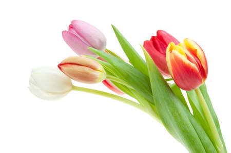 colorful spring tulips isolated on a white backgroundの写真素材