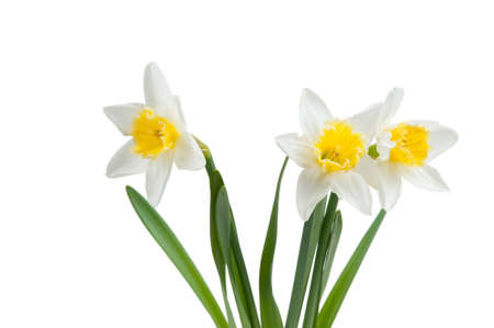 Beautiful springtime narcissus isolated on a white backgroundの写真素材