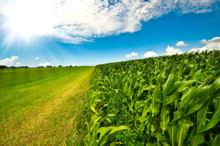Farmland in summer with fresh green grass, corn field and bright blue skyの写真素材