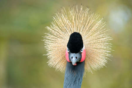 Grey Crowned Crane (Balearica regulorum) の写真素材