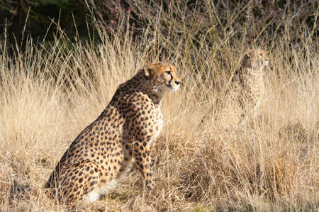 close-up of a beautiful cheetah (Acinonyx jubatus)の写真素材
