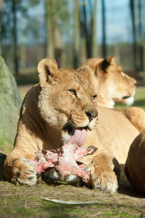 Big female African lion eating her preyの写真素材