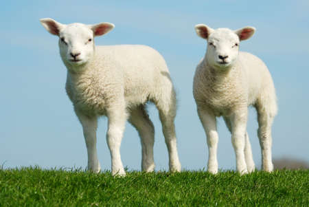 Cute lambs in spring, Friesland The Netherlandsの写真素材
