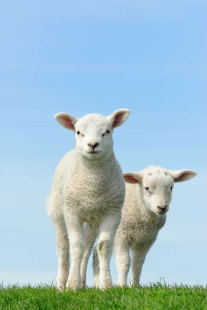Cute lambs in spring, Friesland The Netherlandsの写真素材