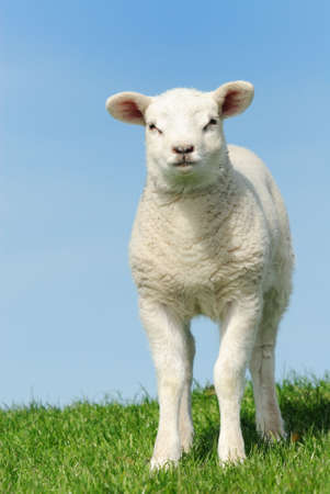 Cute lamb in spring, Friesland The Netherlandsの写真素材
