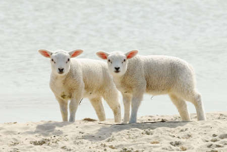 Cute lambs on the beach in spring, Friesland The Netherlandsの写真素材
