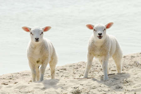 Cute lambs on the beach in spring, Friesland The Netherlandsの写真素材