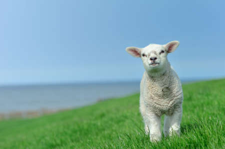 Cute lamb in spring, Friesland The Netherlandsの写真素材