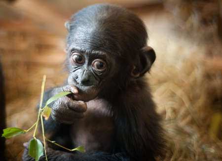 Cute baby Bonobo monkey (Pan paniscus) の写真素材