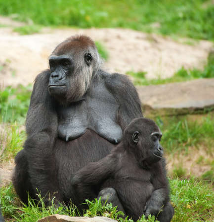 close-up of a cute baby gorilla and motherの写真素材