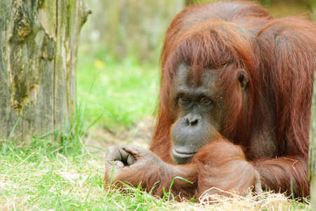 cute orangutan on the grassの写真素材