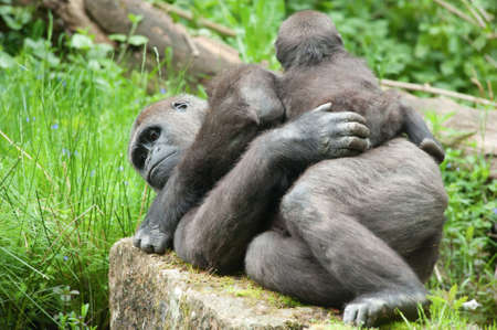 close-up of a cute baby gorilla and motherの写真素材