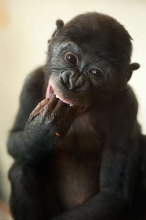 Cute baby Bonobo monkey (Pan paniscus) の写真素材