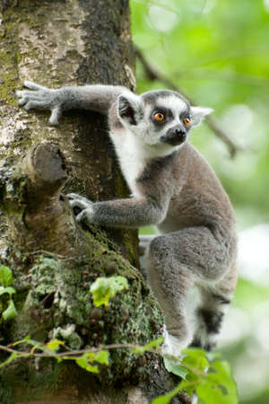 close-up of a cute ring-tailed lemurの写真素材