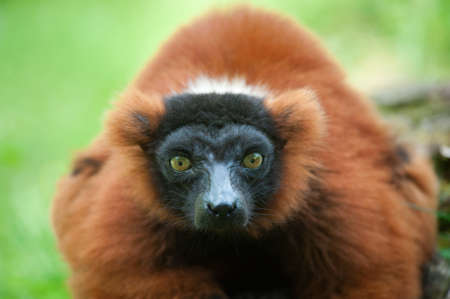 Beautiful red ruffed lemur (Varecia rubra) の写真素材