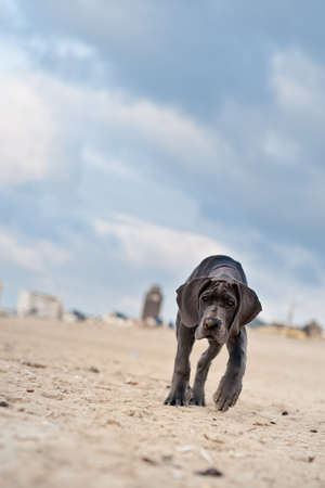 Beautiful Great Dane puppy on the beachの写真素材